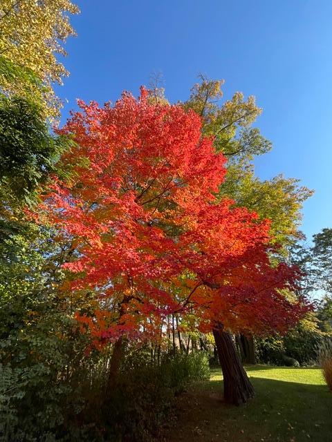 MLS #NST7127462 image #138