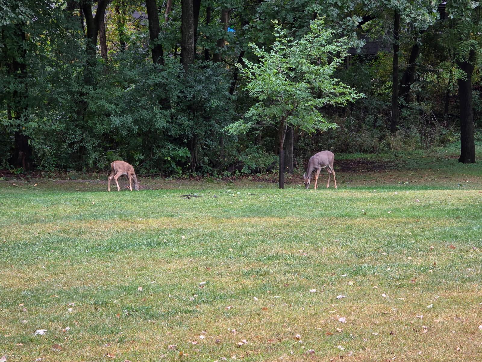 MLS #NST7146876 image #69