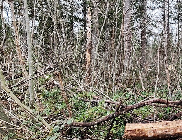 MLS #NWM2478963 image #24