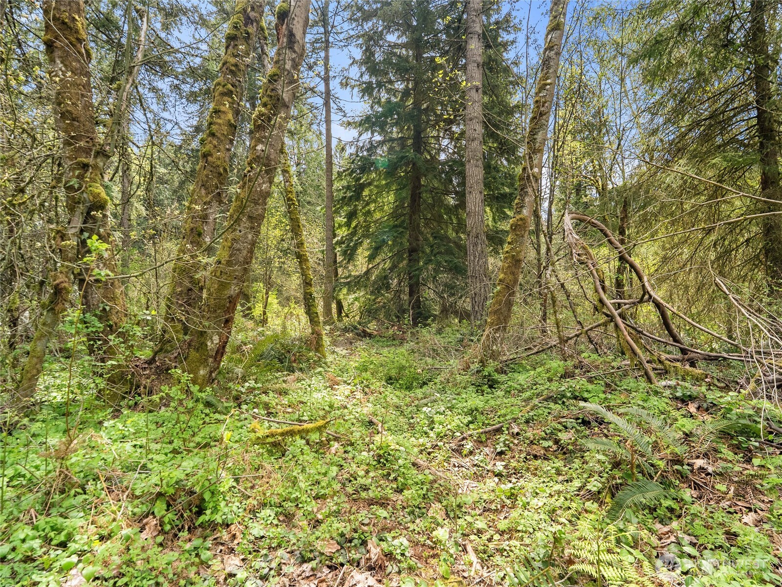 MLS #NWM2529212 image #17