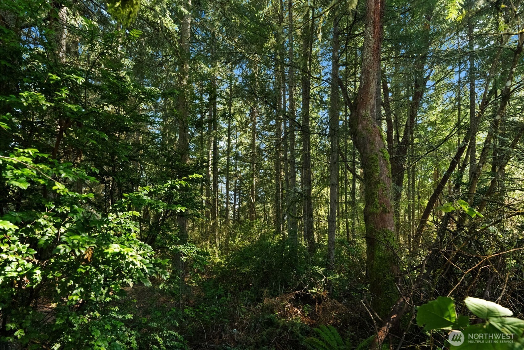 MLS #NWM2538504 image #5