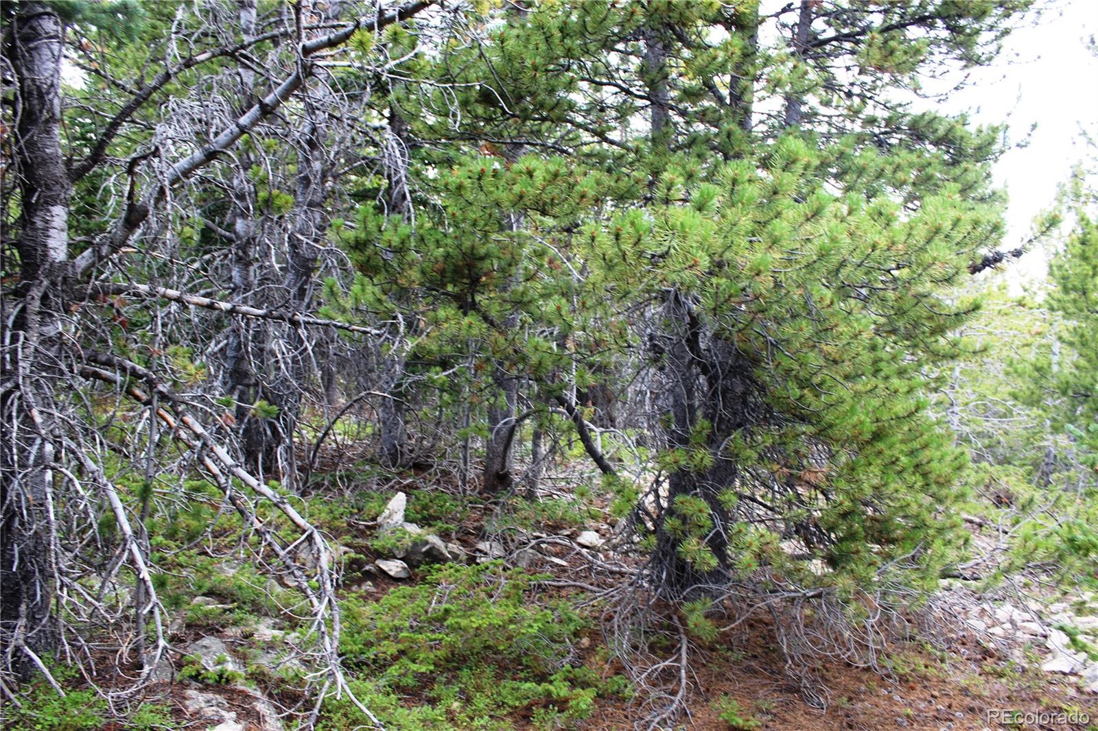 MLS #REC3371902 image #4