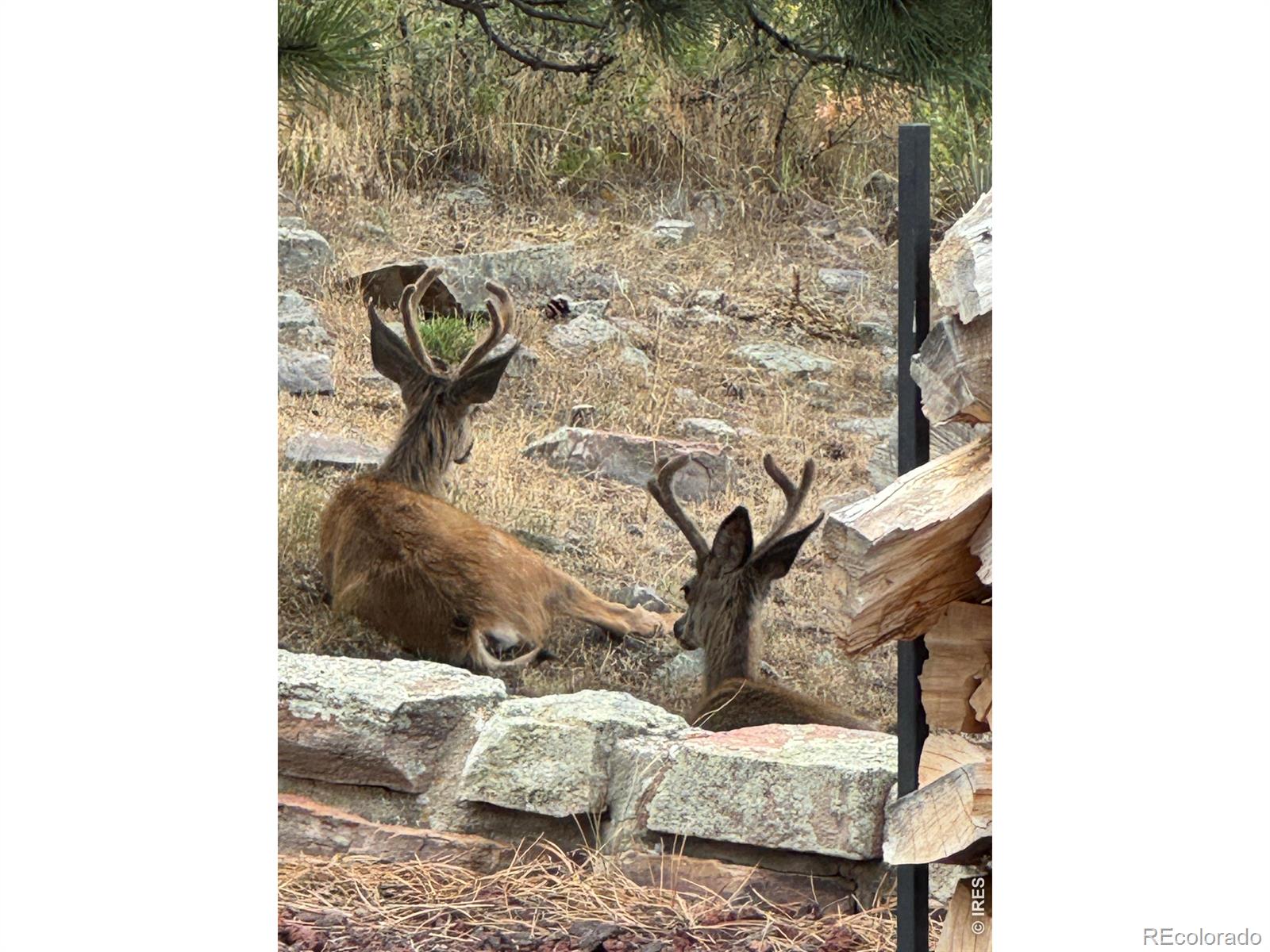 MLS #RECIR1055778 image #38