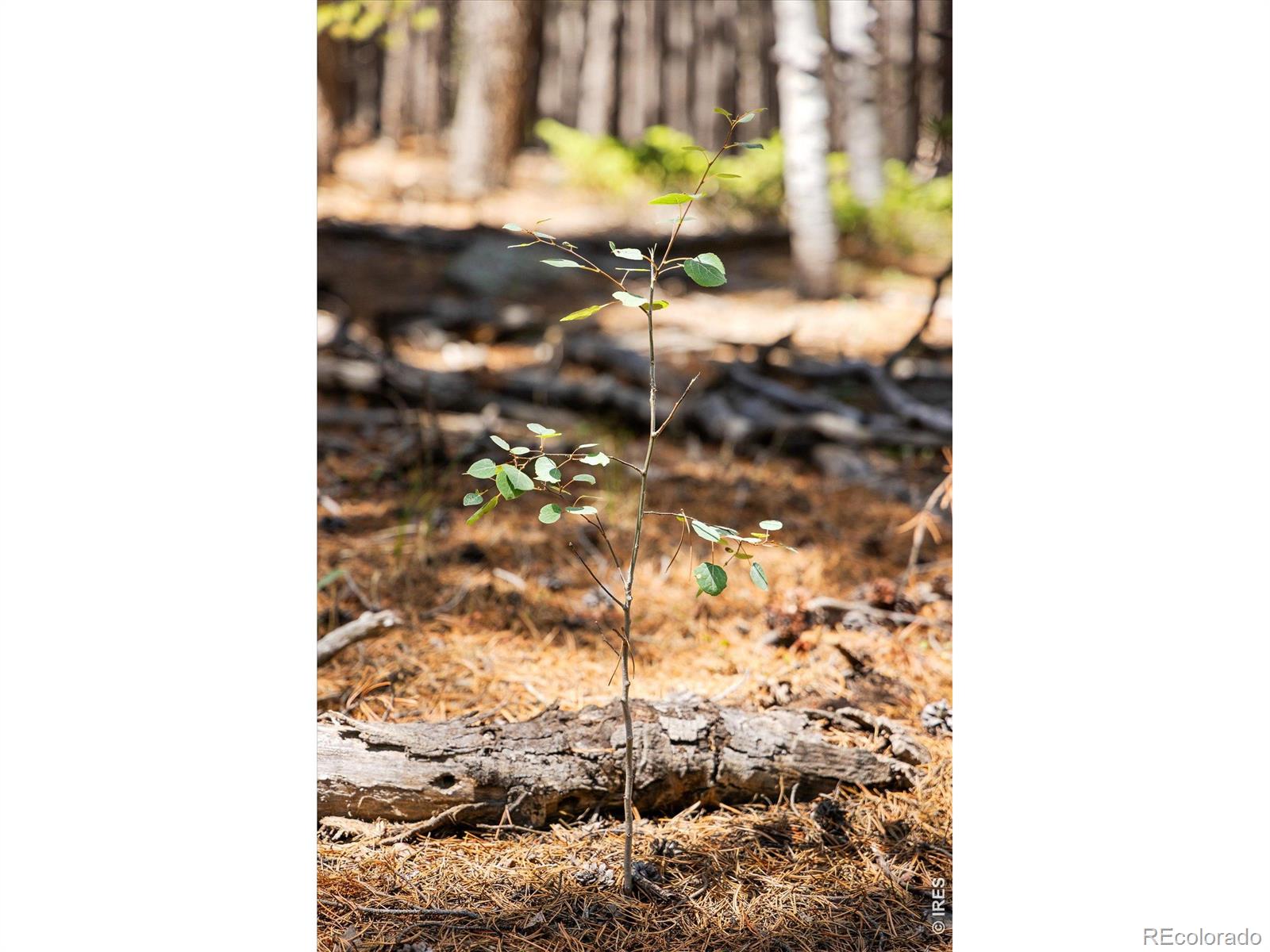 MLS #RECIR1068559 image #14