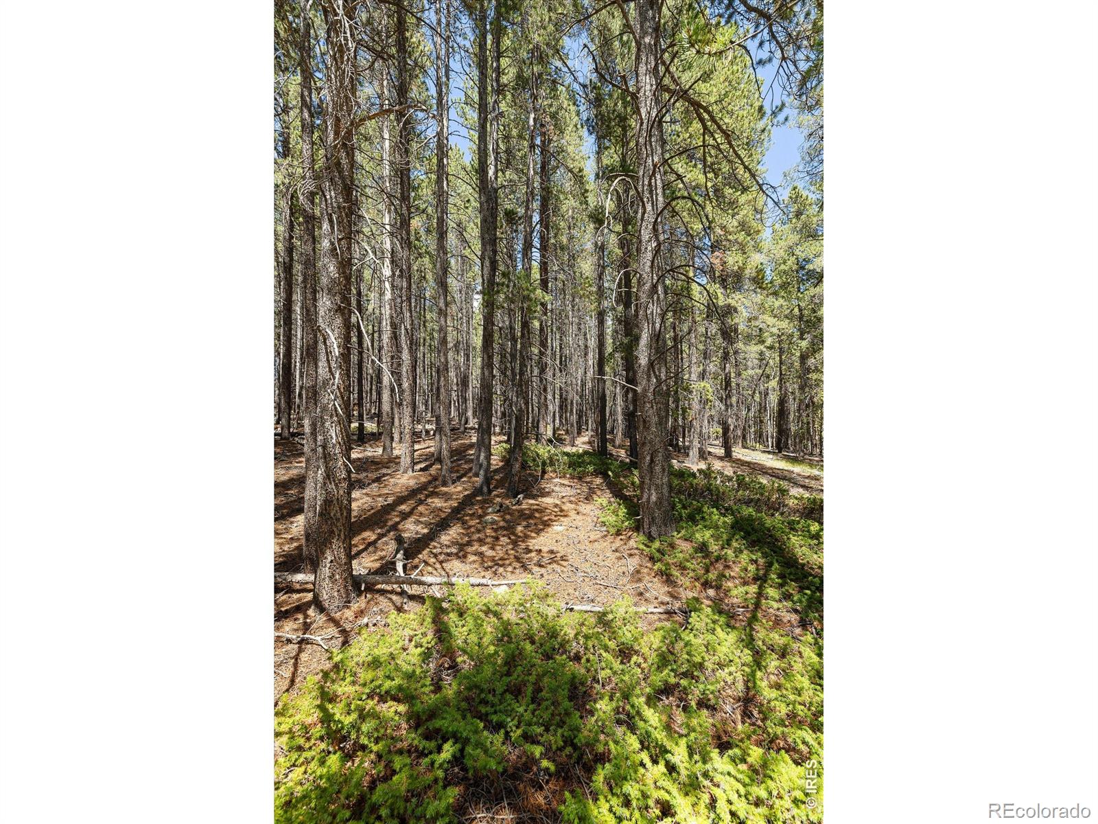 MLS #RECIR1068559 image #18